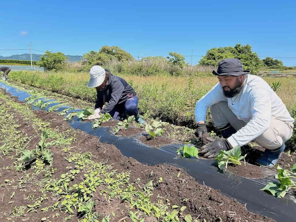 島根県松江市の大根島で開催された「海藻の利活用でつくる芋焼酎プロジェクト」の様子