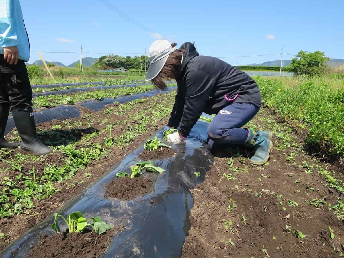 島根県松江市の大根島で開催された「海藻の利活用でつくる芋焼酎プロジェクト」の様子