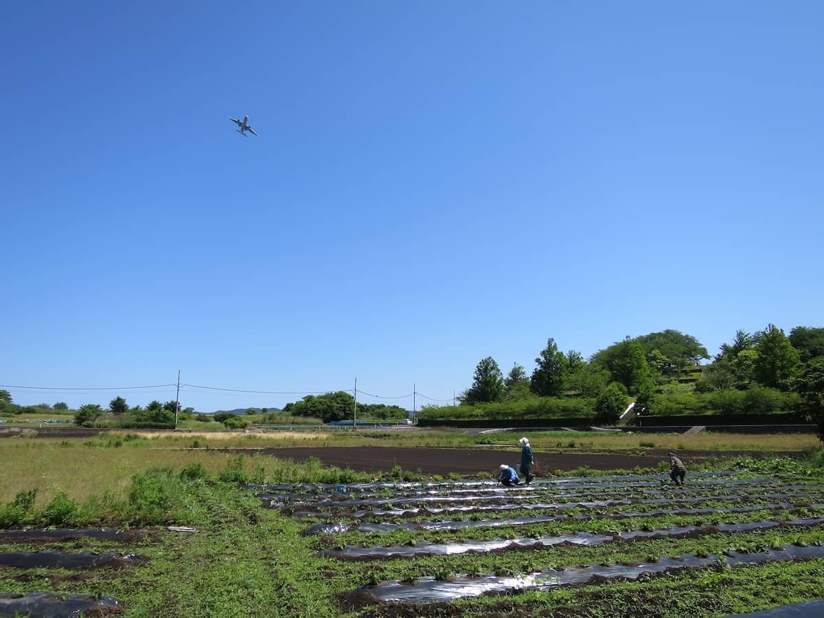 島根県松江市の大根島で開催された「海藻の利活用でつくる芋焼酎プロジェクト」の様子