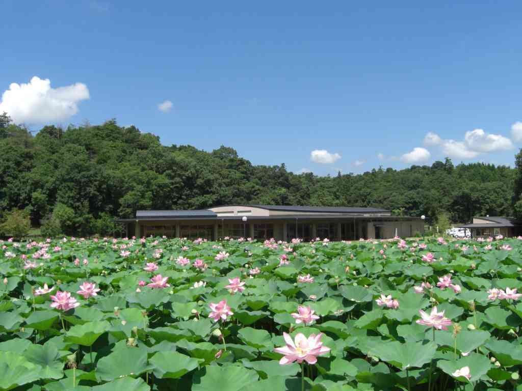 島根県出雲市のイベント「荒神谷古代ハスまつり」のイメージ