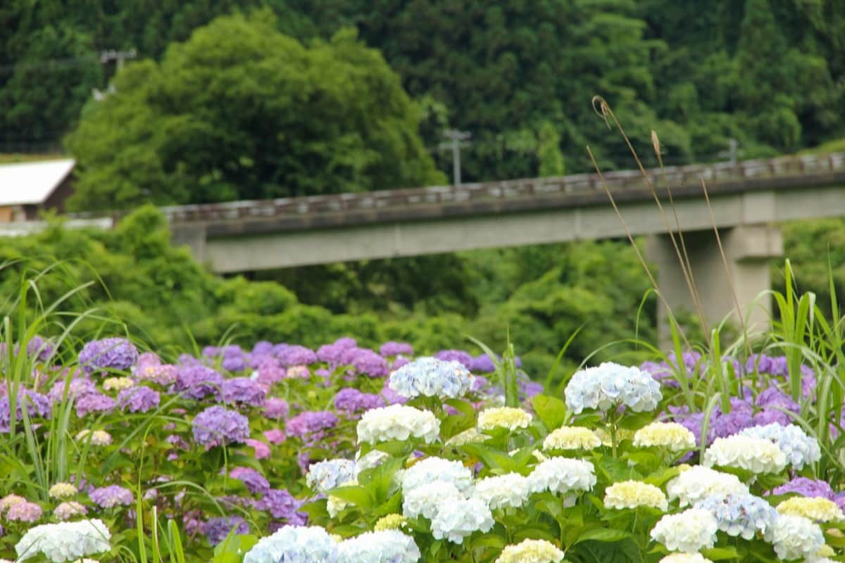 島根県飯南町のあじさい園『神戸の森』に咲きそろうアジサイ