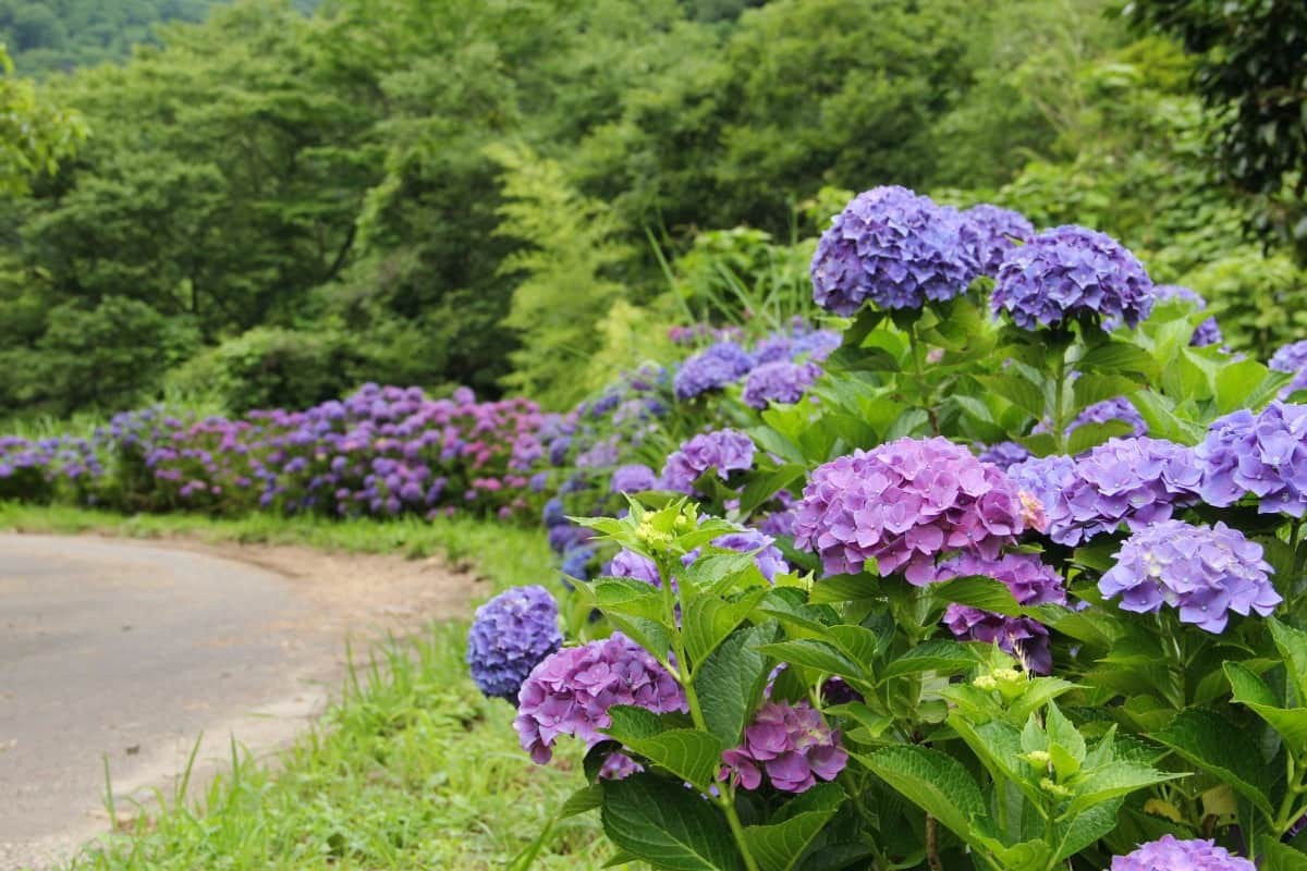 島根県飯南町のあじさい園『神戸の森』に咲きそろうアジサイ