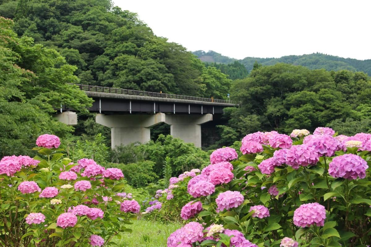 島根県飯南町のあじさい園『神戸の森』に咲きそろうアジサイ