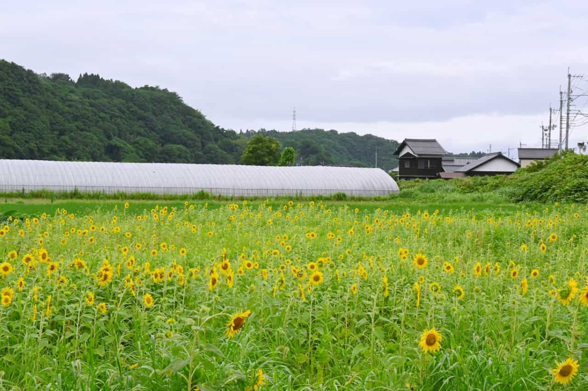 鳥取県西伯郡伯耆町にある『立岩農村公園』近くのひまわり畑