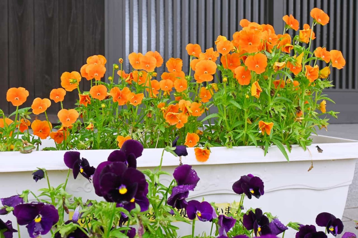 鳥取県西伯郡伯耆町にある『立岩公民館』の花壇