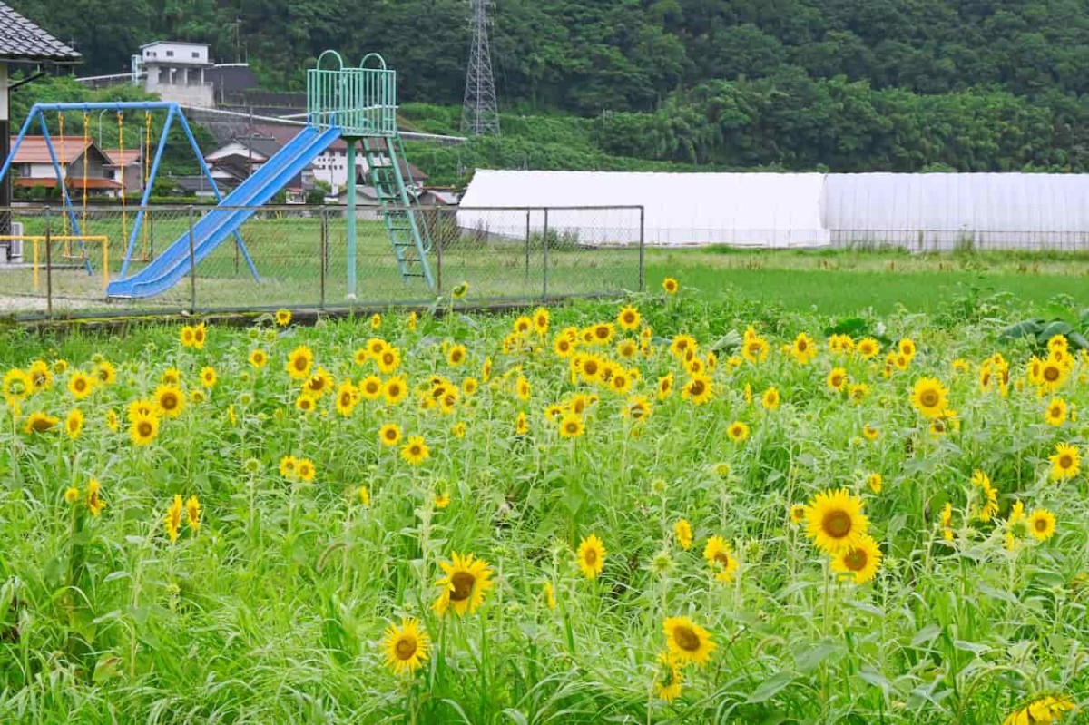 鳥取県西伯郡伯耆町にある『立岩農村公園』近くのひまわり畑