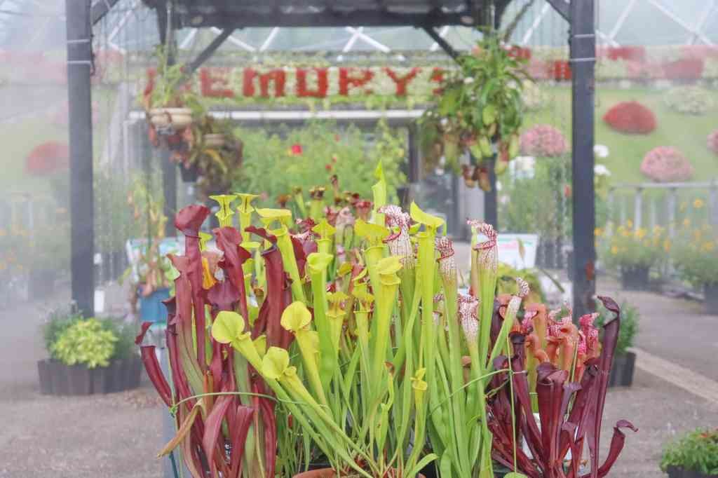 鳥取県西伯郡南部町のイベント「食虫植物展」のイメージ