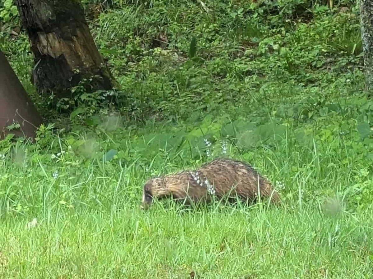 鳥取県日野郡日野町にある『鵜の池公園」で見かけたたぬき