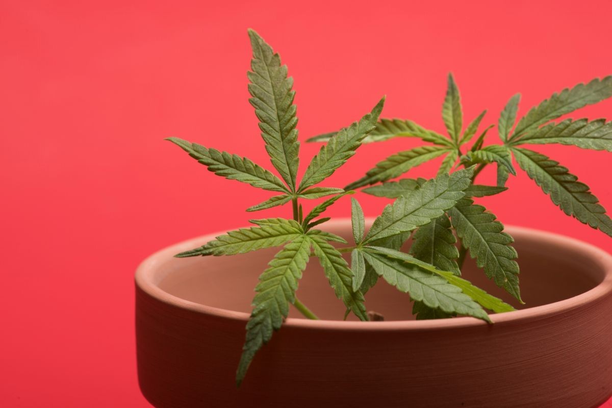 大麻のイメージ