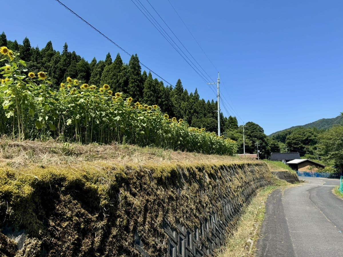 島根県美郷町のひまわり畑『沢谷熊見地域のひまわり』の開花中の様子