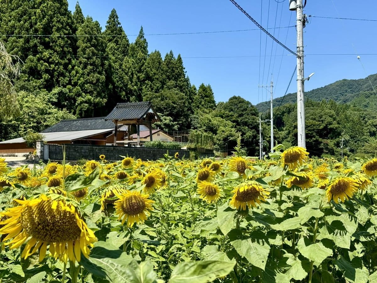 島根県美郷町のひまわり畑『沢谷熊見地域のひまわり』の開花中の様子