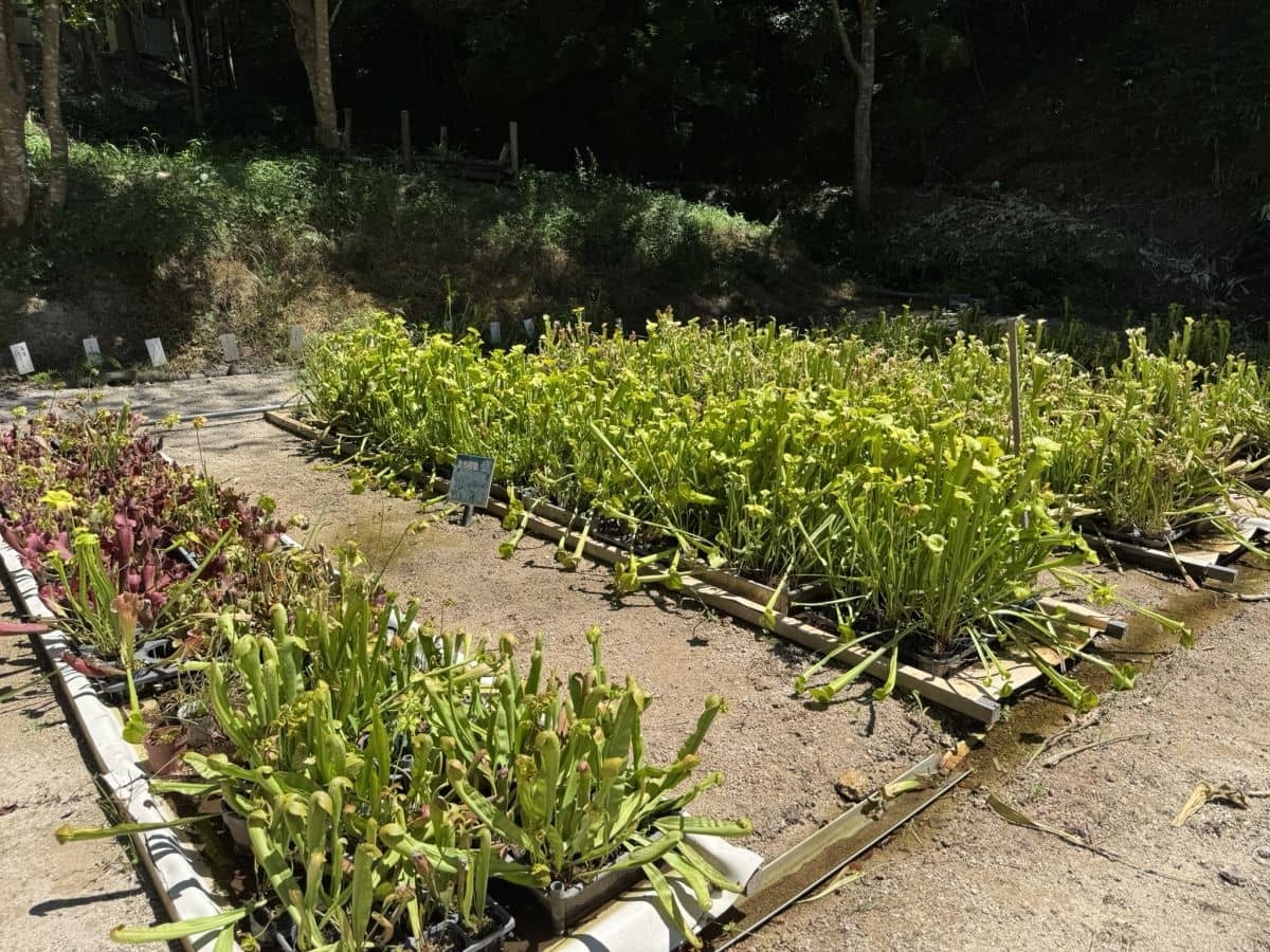 島根県雲南市大東町の遊び場『ソルトベース』の食虫植物園