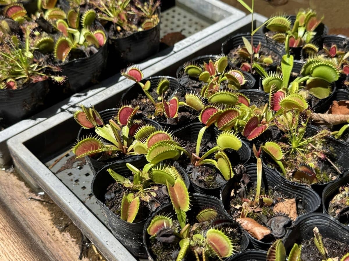 島根県雲南市大東町の遊び場『ソルトベース』の食虫植物園