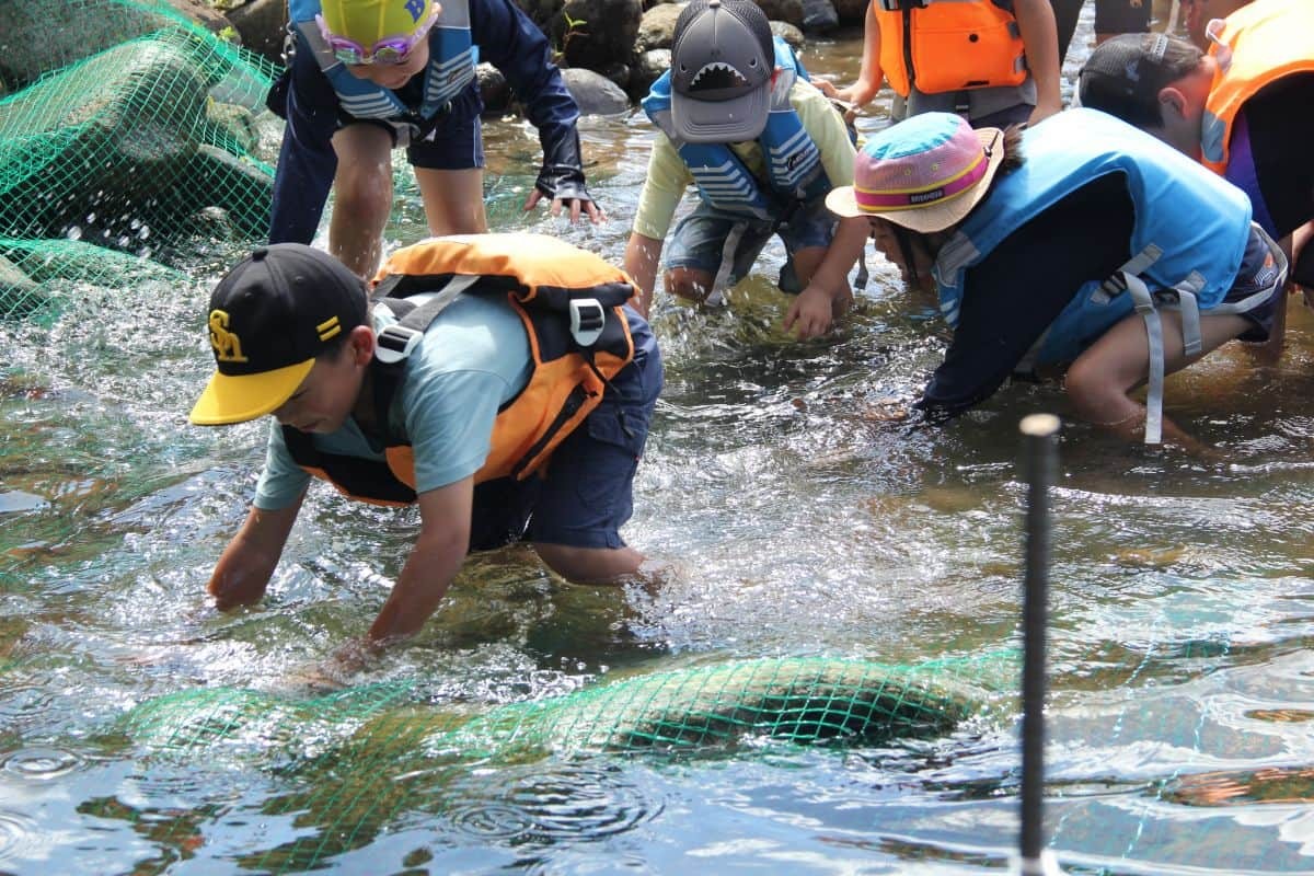 アユのつかみ取りに挑戦中