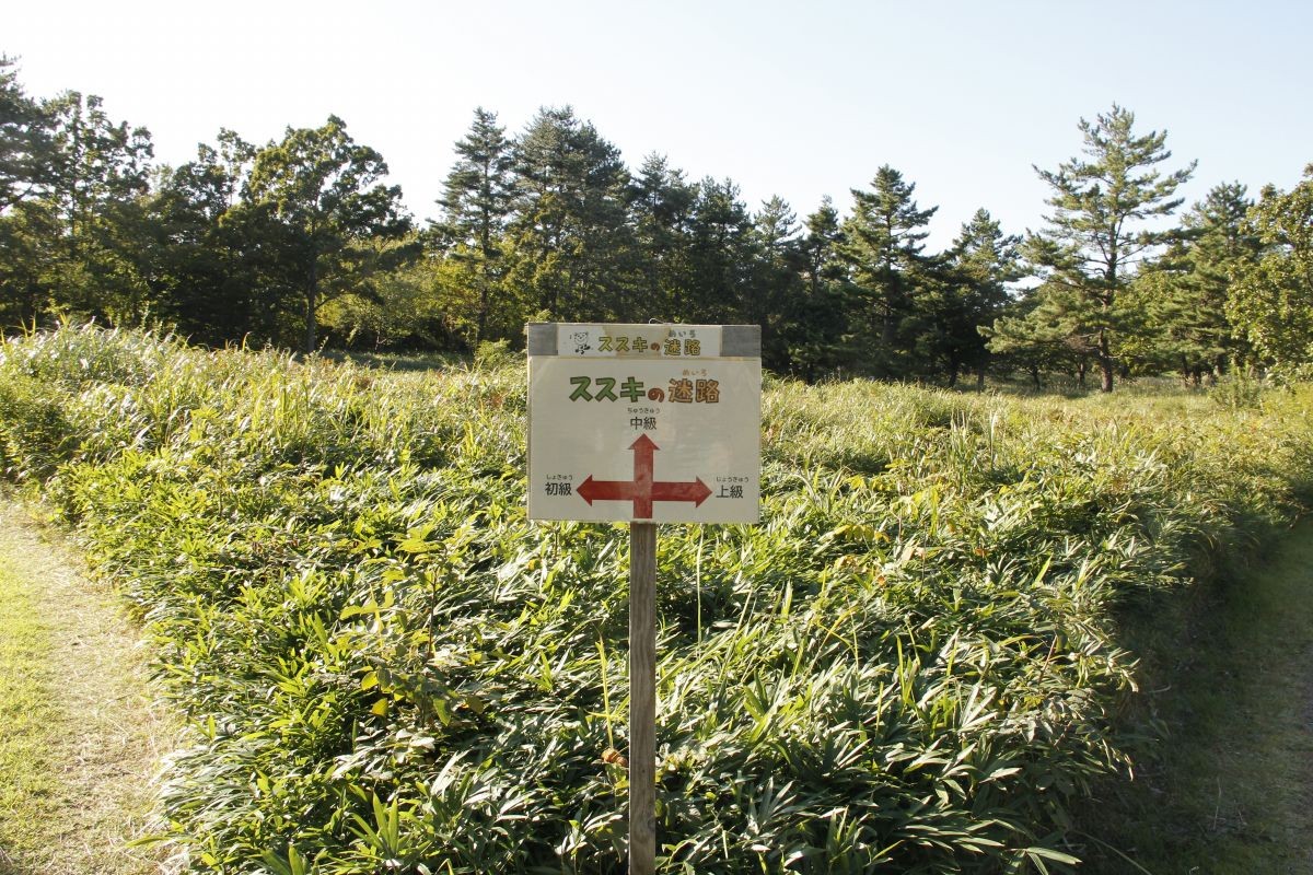 島根県大田市・三瓶山にある「ススキの迷路」の様子