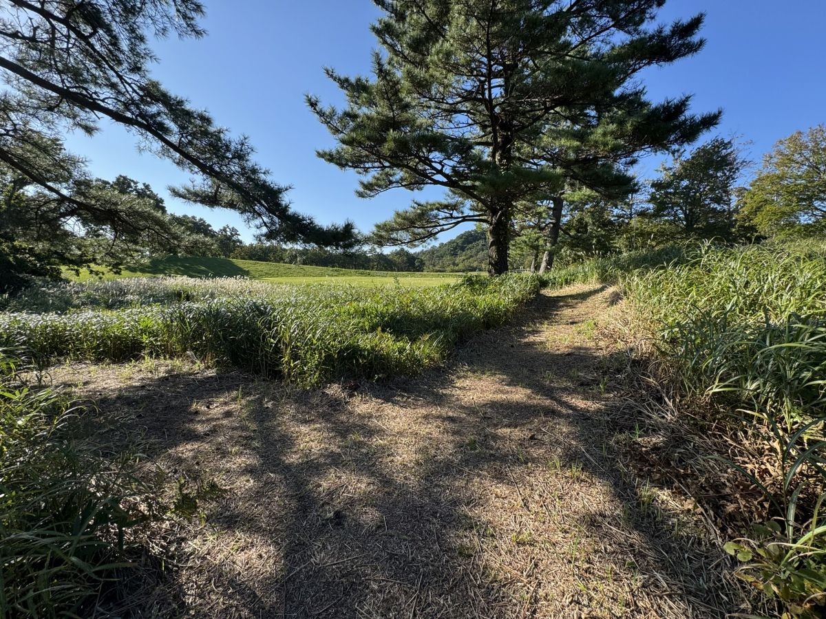 島根県大田市・三瓶山にある「ススキの迷路」の様子