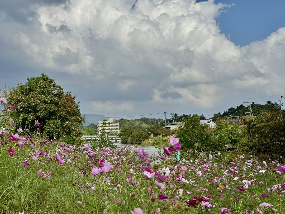 2025年10月の朝酌川沿いのコスモス畑の様子