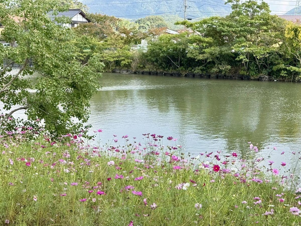 2025年10月の朝酌川沿いのコスモス畑の様子