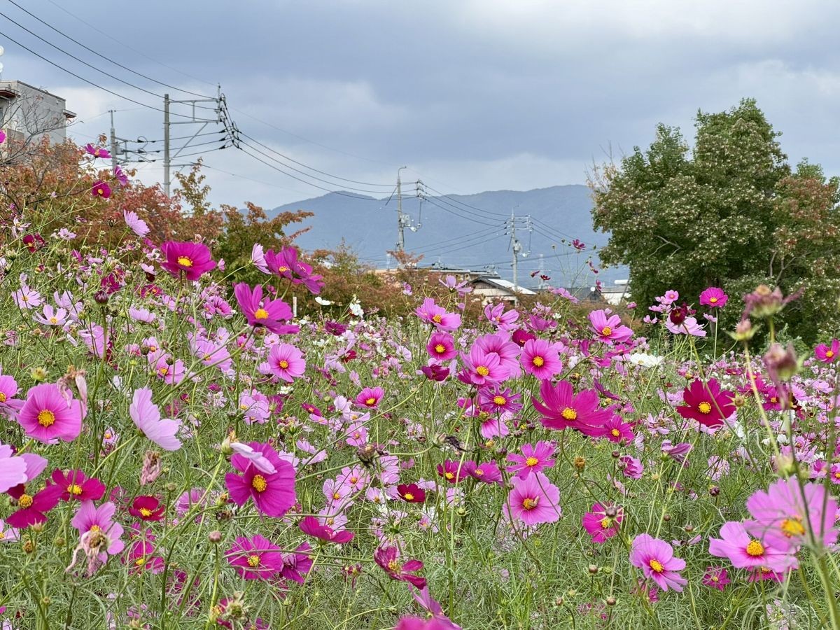2025年10月の朝酌川沿いのコスモス畑の様子