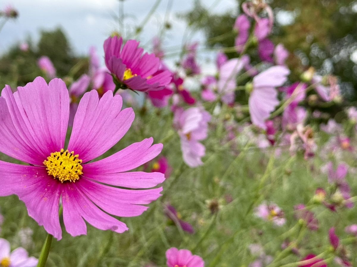 2025年10月の朝酌川沿いのコスモス畑の様子