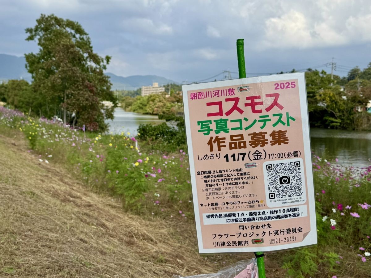 2025年10月の朝酌川沿いのコスモス畑の様子