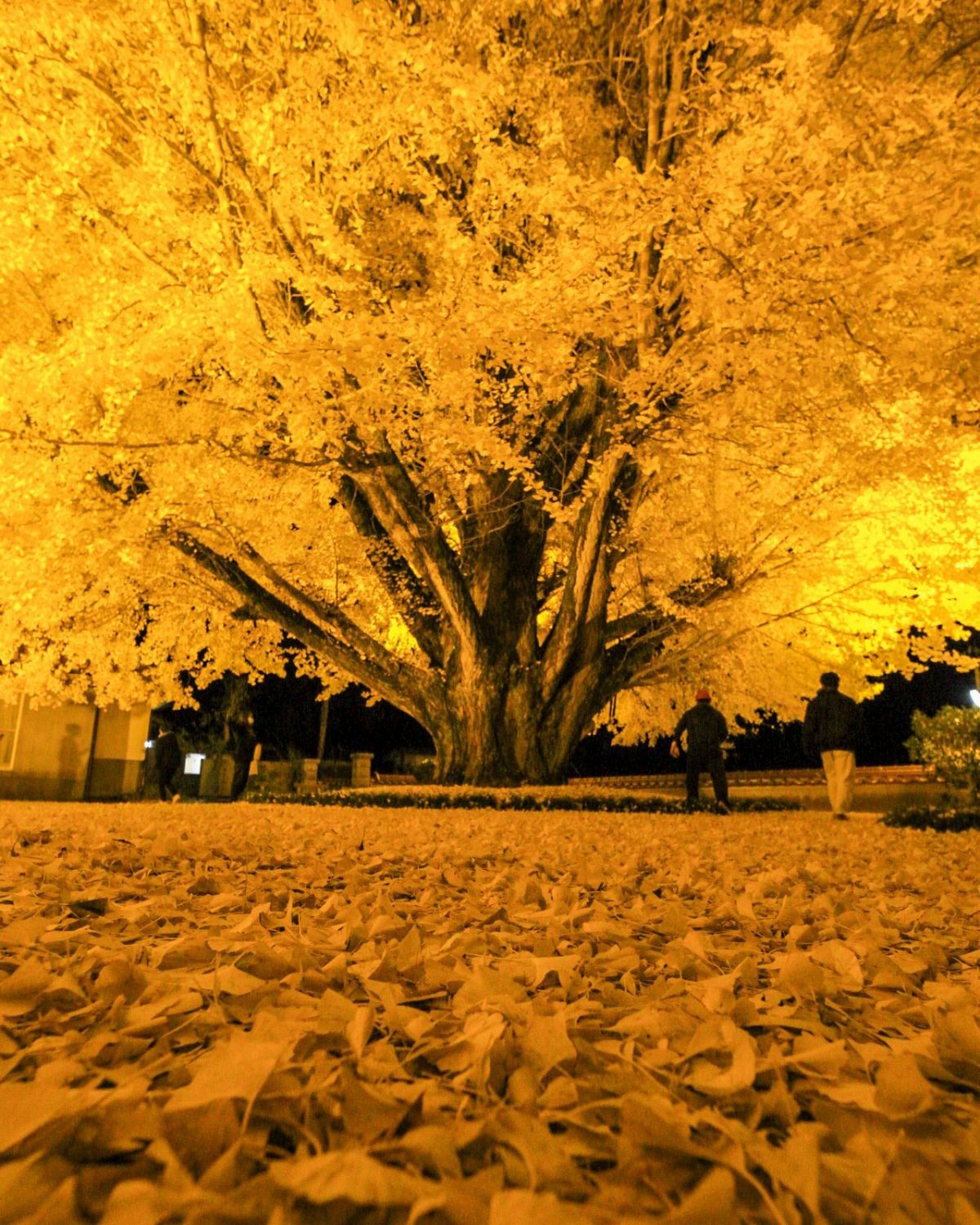 島根県大田市にある『浄善寺』の大銀杏のライトアップ