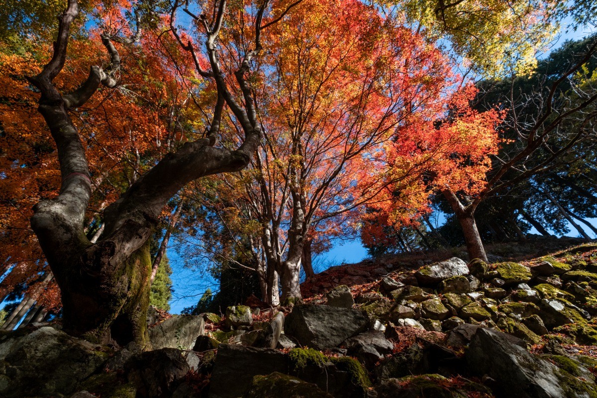若桜鬼ヶ城跡の紅葉