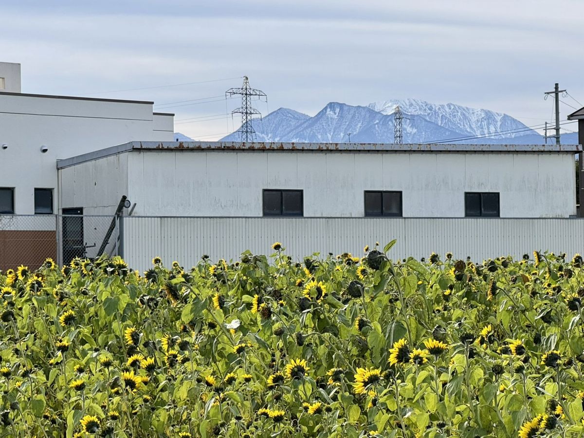 鳥取県琴浦町の「琴浦町役場」近くのひまわり畑