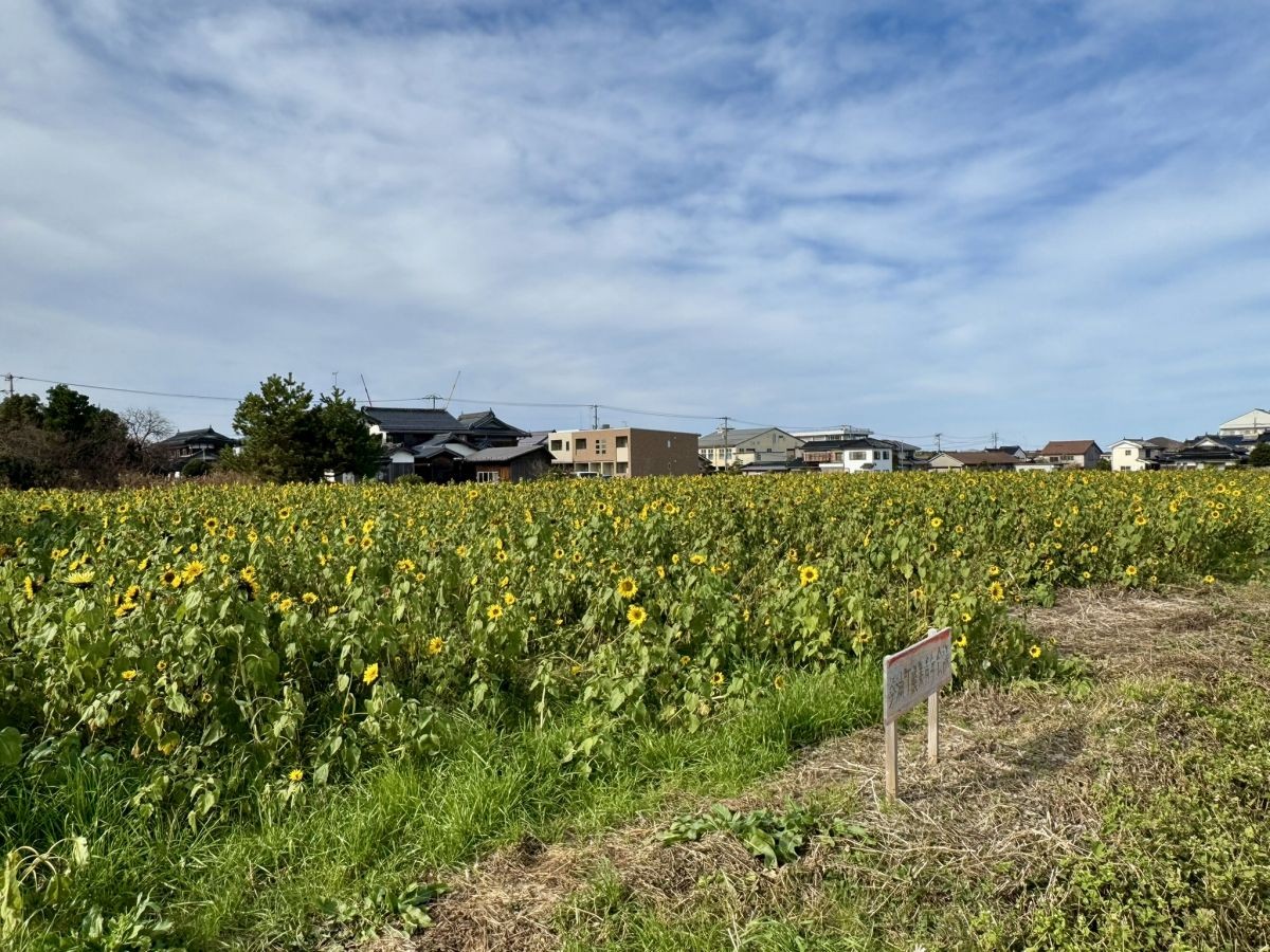 鳥取県琴浦町の「琴浦町役場」近くのひまわり畑