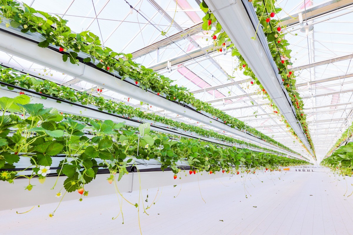 島根県出雲市のいちご狩り施設『出雲ICHIGO縁』のハウス内