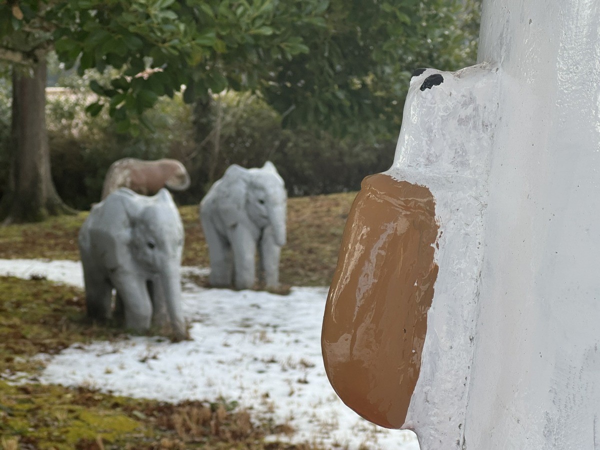島根県雲南市大東町の『大東公園』のキノコにいたカタツムリ