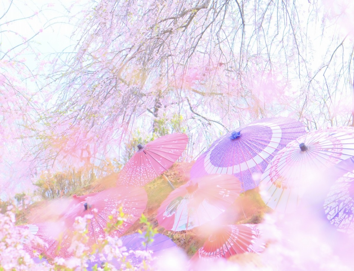 広島県世羅町のフラワースポット『世羅高原』の和傘が置かれた「せせらぎの谷」