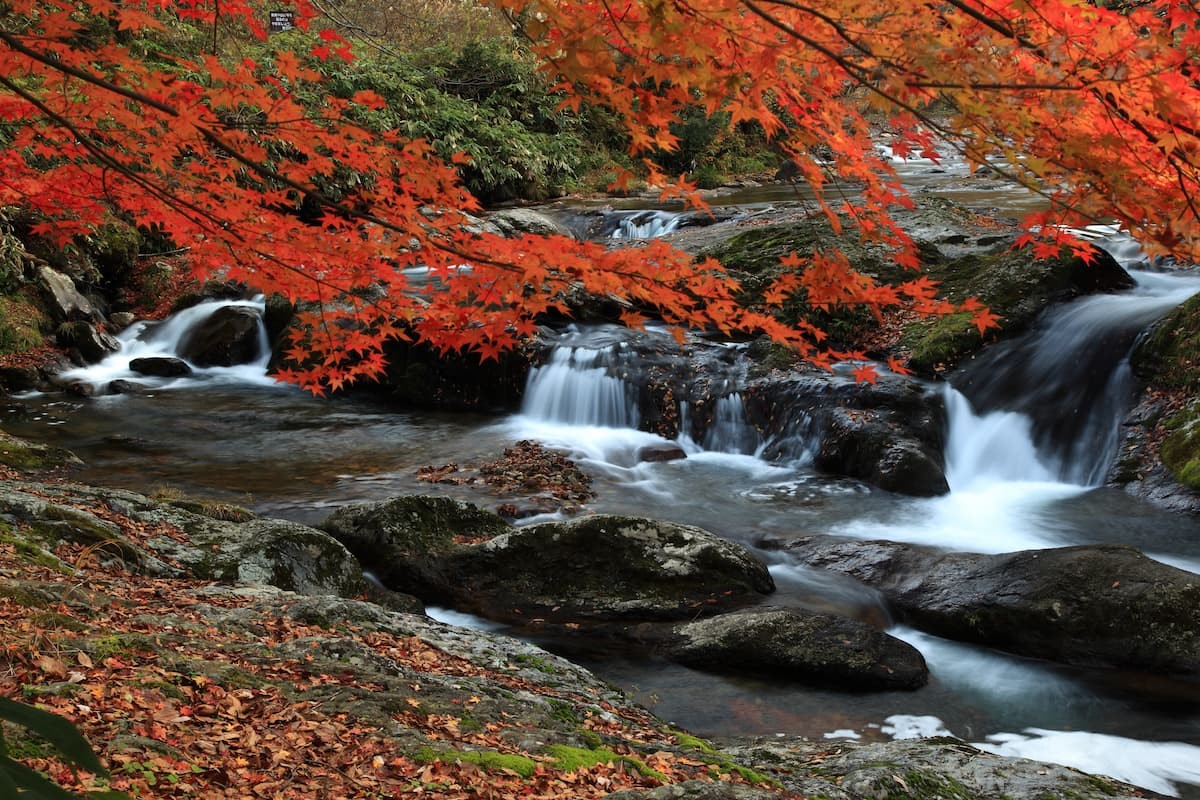 紅葉に彩られた『八重滝』