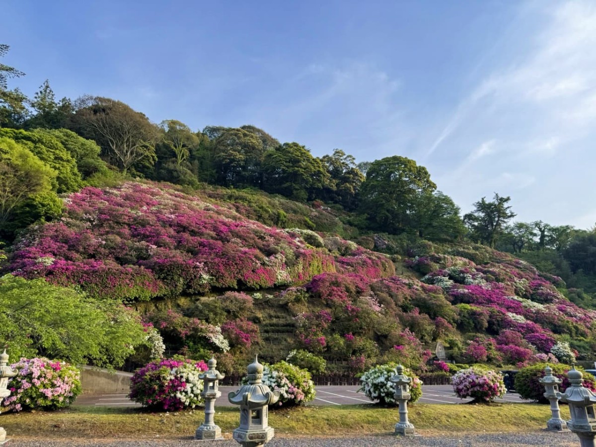 島根県浜田市の『三隅公園』に咲くツツジ