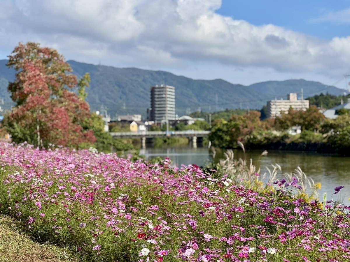 松江市学園の朝酌川沿いのコスモス畑