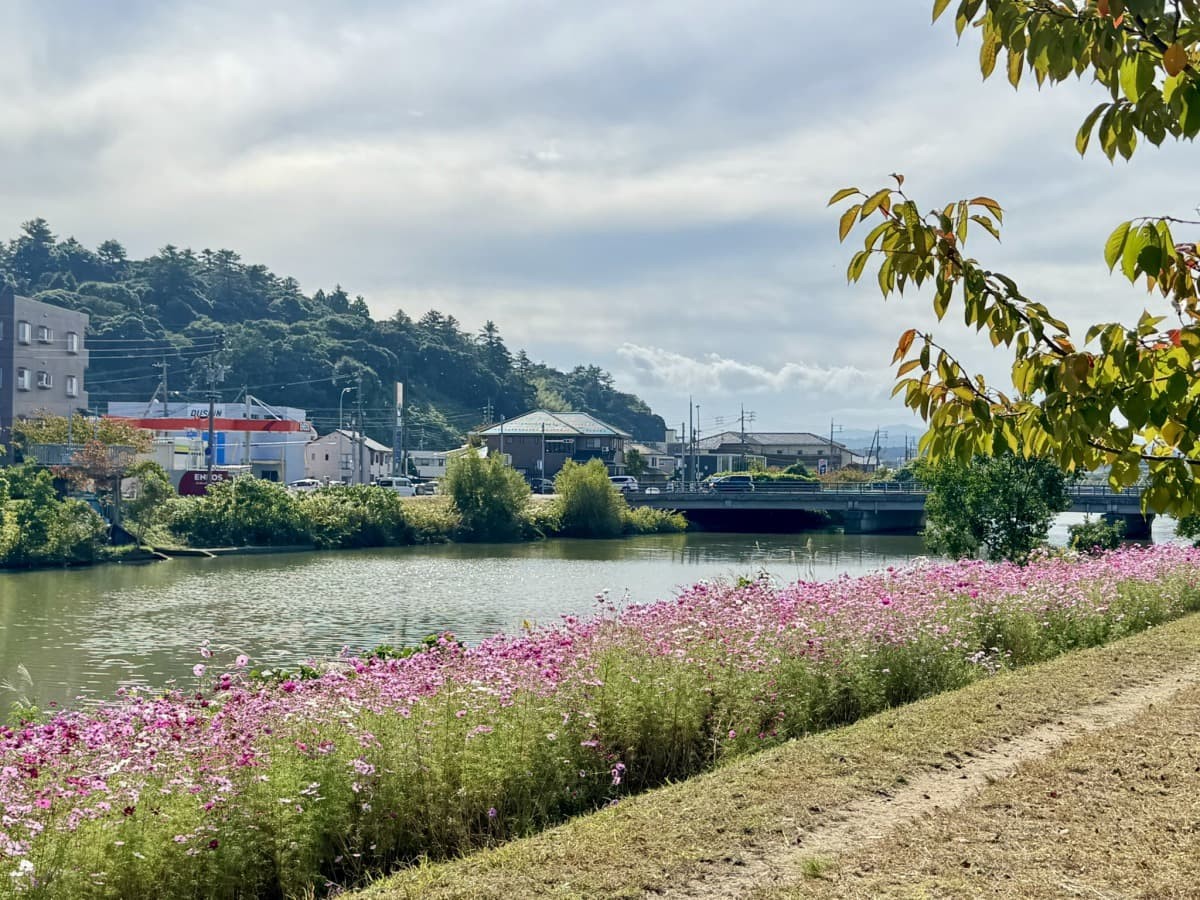 松江市学園の朝酌川沿いのコスモス畑