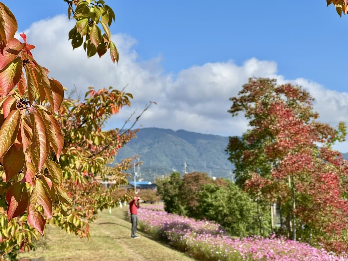 松江市学園の朝酌川沿いのコスモス畑