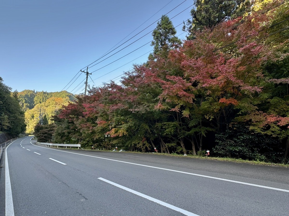 島根県美郷町にある紅葉スポット『酒谷のもみじ街道』の景観