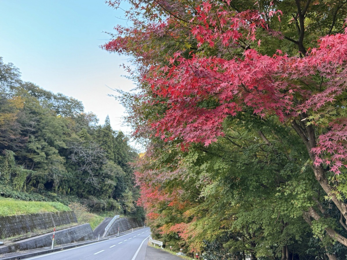 紅葉の葉っぱ