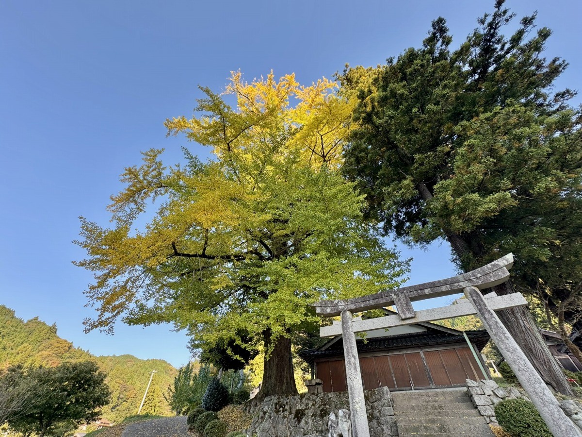 島根県美郷町にある紅葉スポット『酒谷八幡宮』の大銀杏