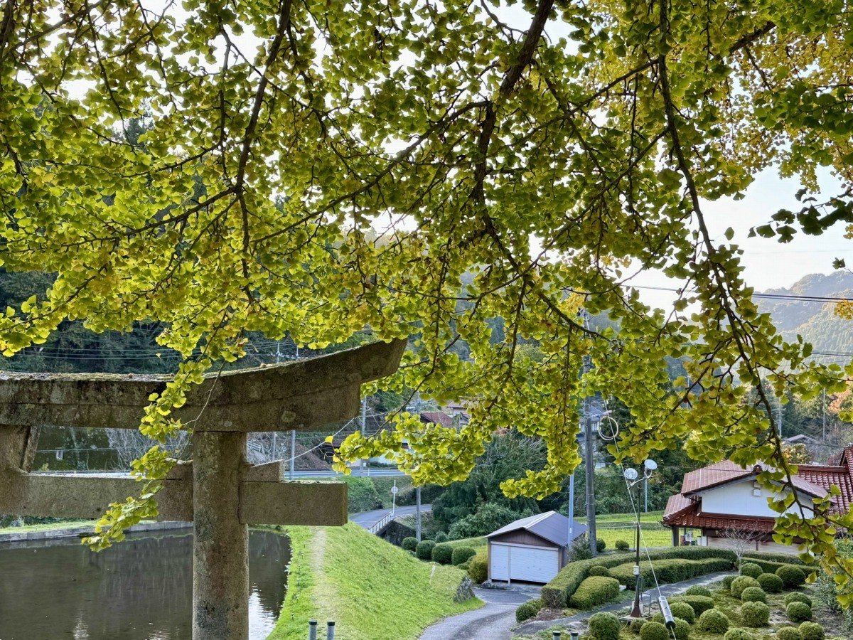 島根県美郷町にある紅葉スポット『酒谷八幡宮』の大銀杏