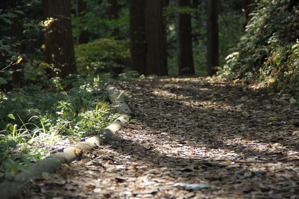 島根県飯南町の観光・レジャースポット「飯南町ふるさとの森」の散策路