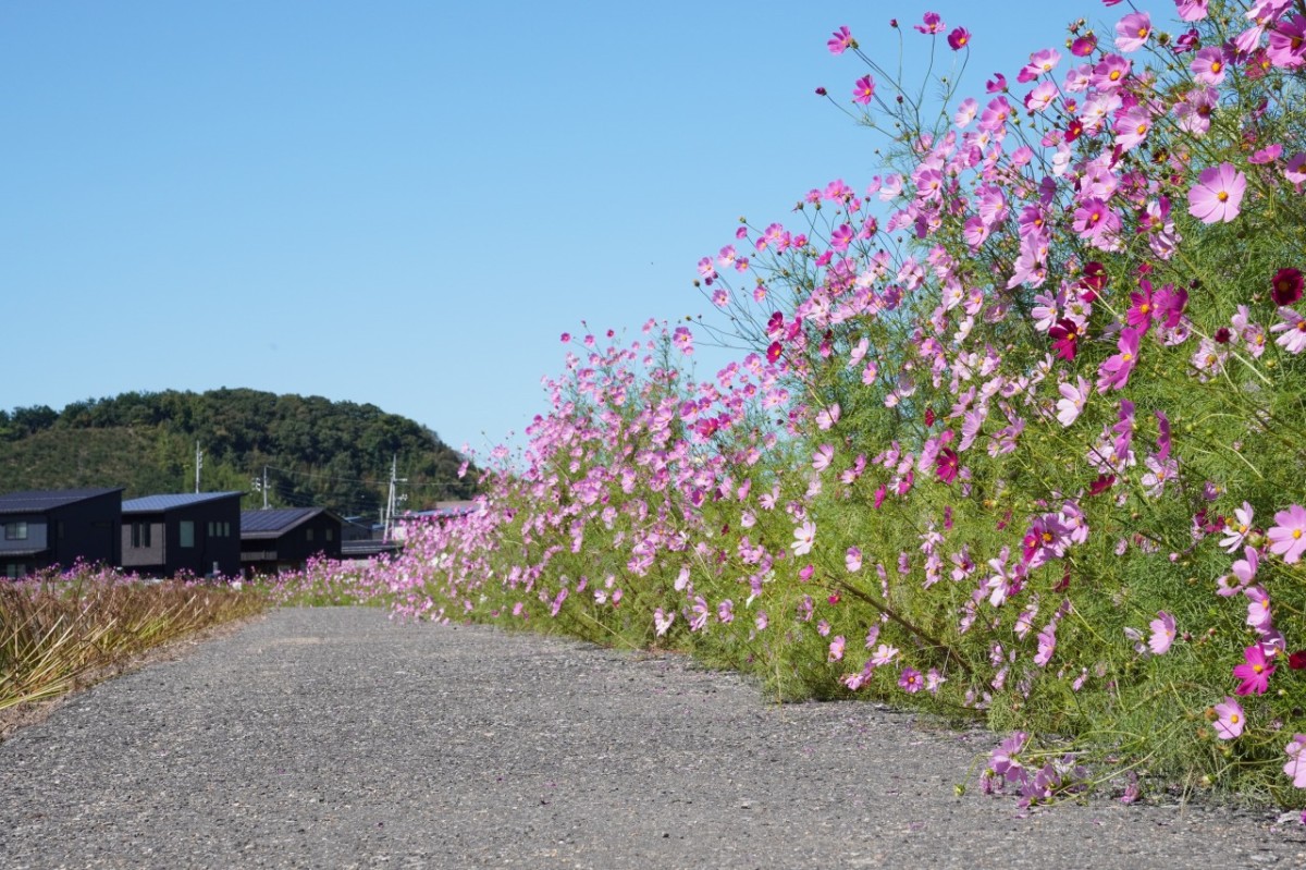 鳥取県岩美町の秋のフラワースポット『コスモスロード』の2026年10月9日の開花の様子