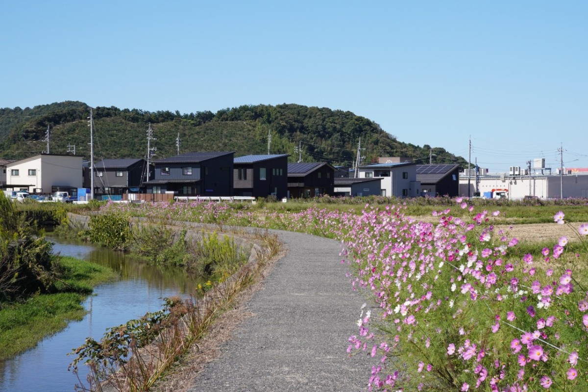 鳥取県岩美町の秋のフラワースポット『コスモスロード』の2026年10月9日の開花の様子