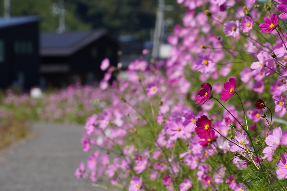 鳥取県岩美町の秋のフラワースポット『コスモスロード』の2026年10月9日の開花の様子