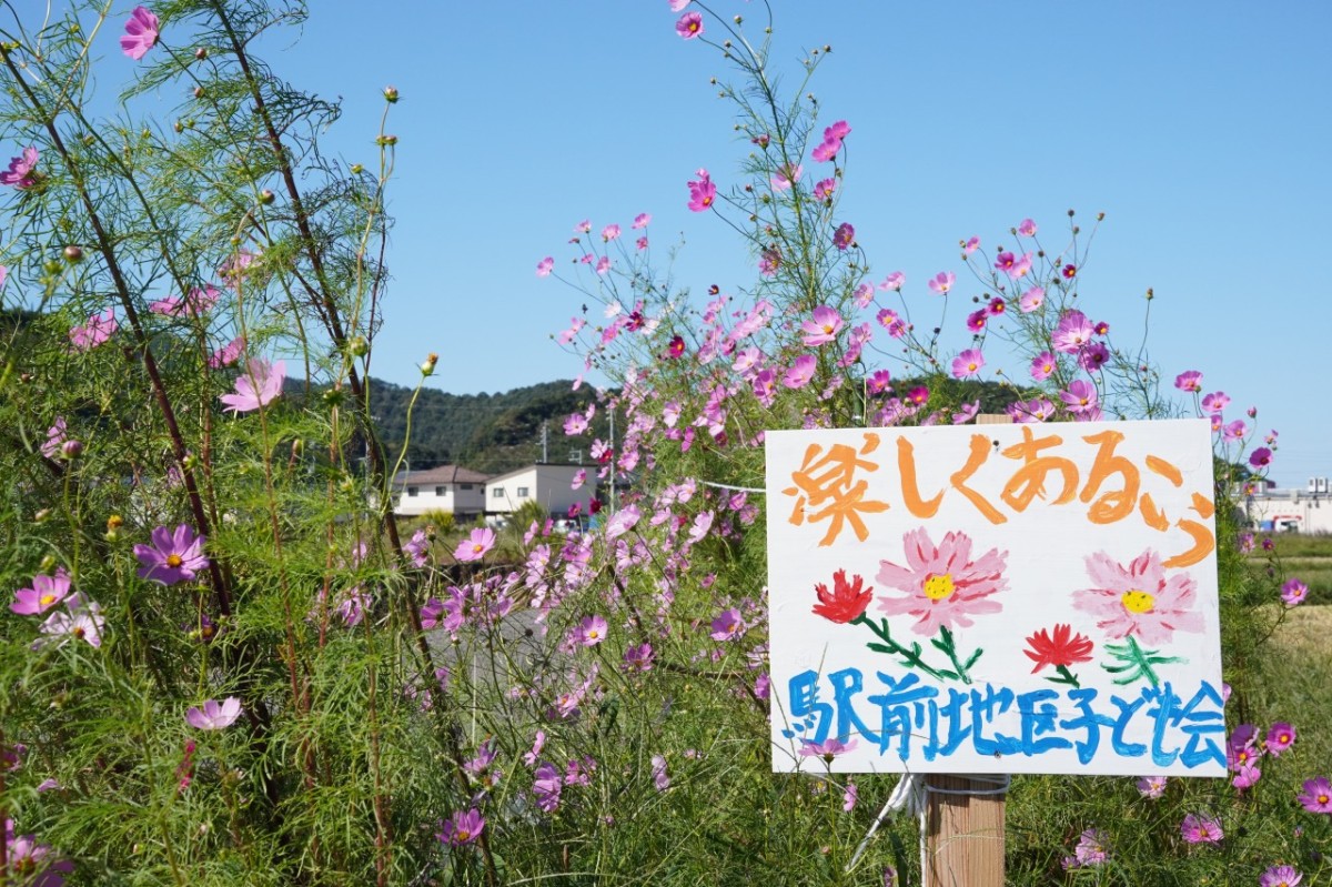 鳥取県岩美町の秋のフラワースポット『コスモスロード』の2026年10月9日の開花の様子