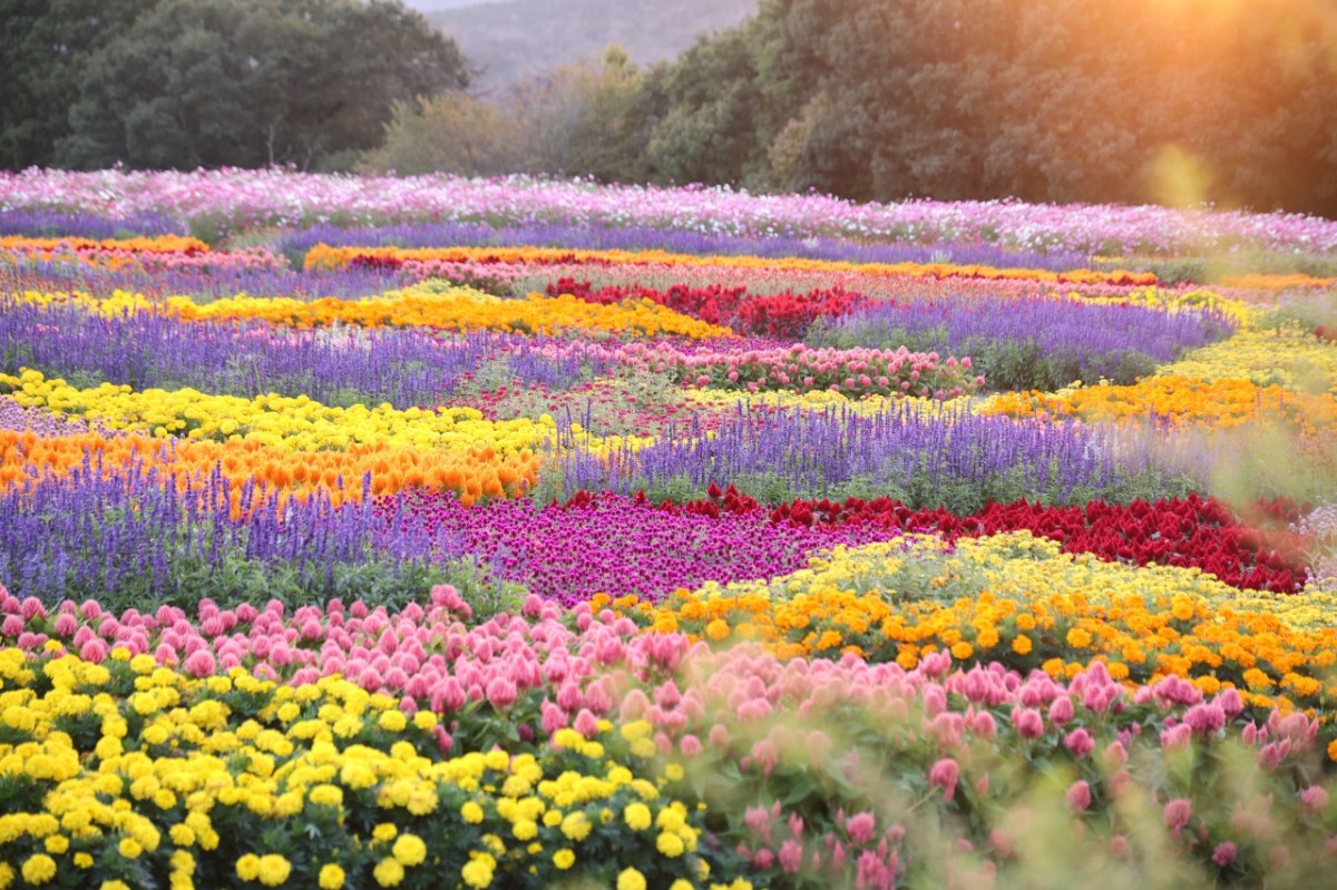 広島県世羅町『Flower village 花夢の里』の丘に広がるコキアとコスモス