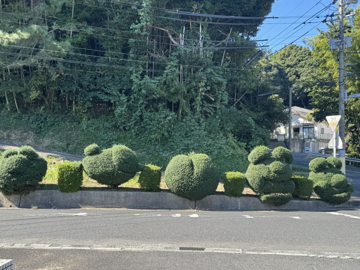 島根県松江市の松江市立第二中学校前に並ぶ植栽