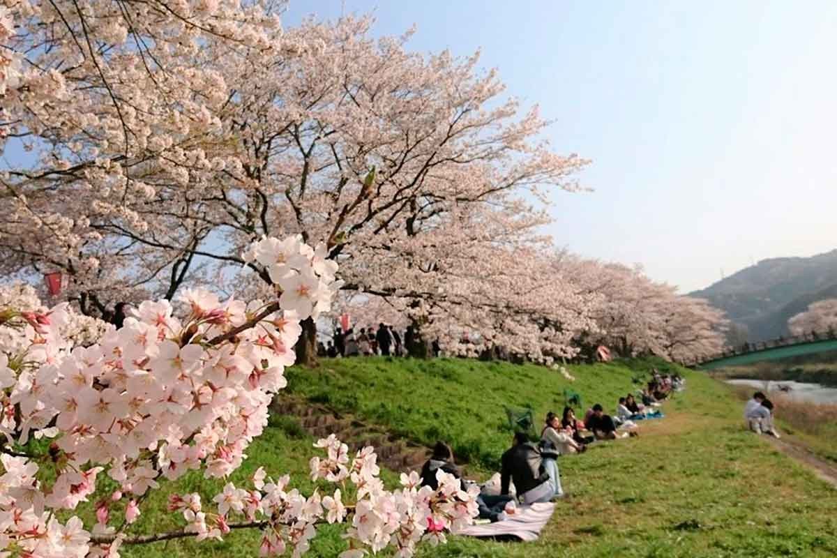 斐伊川堤防桜並木