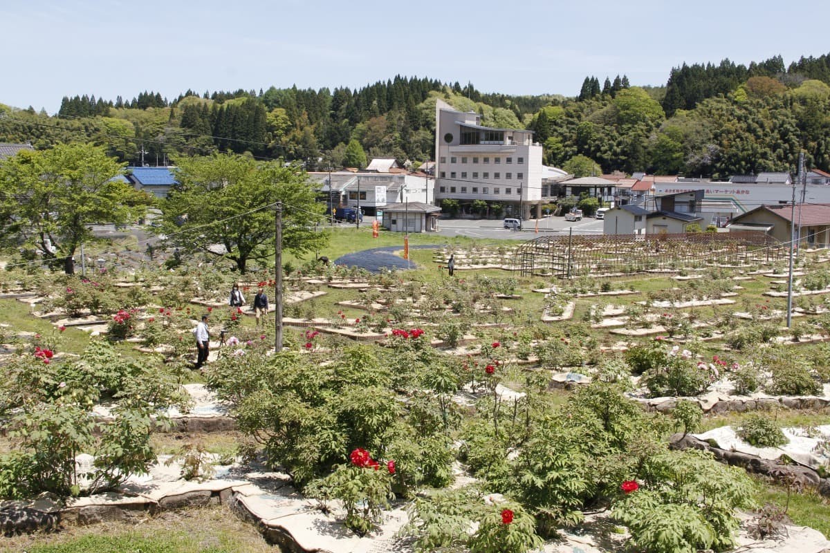島根県飯南町にあるフラワースポット『赤名観光ぼたん園』の園内全景